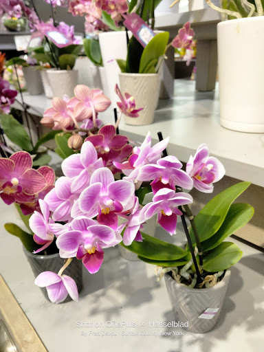 Supermarket «Super Stop & Shop», reviews and photos, 454 Fort Salonga Rd, Northport, NY 11768, USA