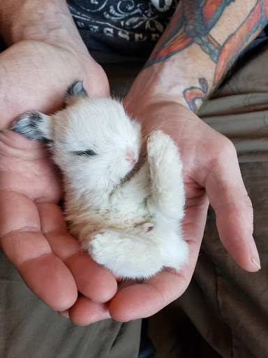 Animal Rescue Service «Motley Zoo Animal Rescue», reviews and photos, 16715 Cleveland St A, Redmond, WA 98052, USA