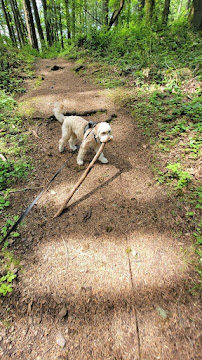 Little Dudes Critter Sitter - Photo 3 - Car repair in , Bellevue