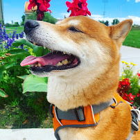 Ruff n' Roses - Photo 5 - Car repair in , Aurora