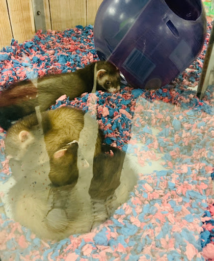 Pet Supply Store «Petco Animal Supplies», reviews and photos, 1951 N Military Trl c, West Palm Beach, FL 33409, USA