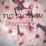Blossom Beauty Clinic