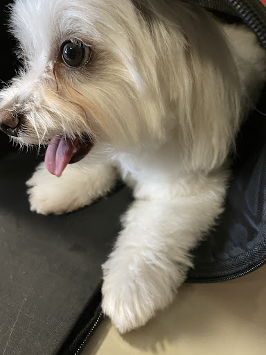 Pet Supply Store «PetSmart», reviews and photos, 1836 Joe Battle Blvd, El Paso, TX 79936, USA