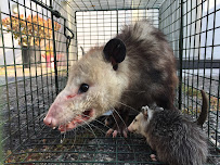 Urban Wildlife Trapping Experts - Photo 5 - Car repair in , Garden Grove
