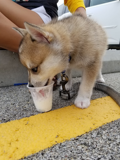 Coffee Shop «Starbucks», reviews and photos, 1700 Avenue of Mid-America, Effingham, IL 62401, USA