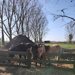 Photo n° 7 de l'avis de Aurelie.l fait le 03/03/2021 à 10:19 pour La Ferme du Bout des Prés - Auberge à Cernay-la-ville