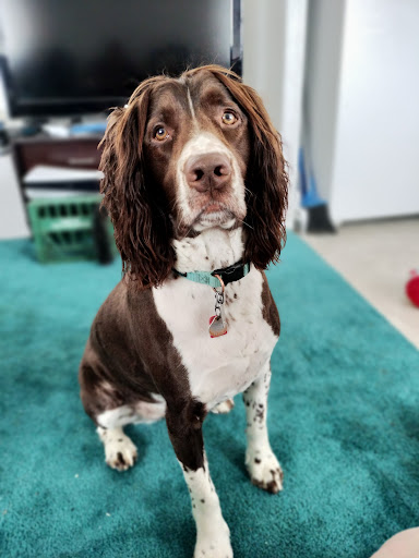 Country Lane Kennels