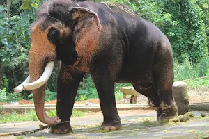 Kodanad Elephant Training Centre image