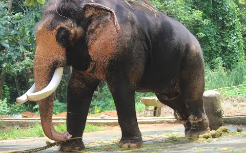 Kodanad Elephant Training Centre image