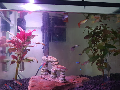 Aquarium «Aquarium Creations», reviews and photos, 2724 NW 30th Ave, Lauderdale Lakes, FL 33311, USA