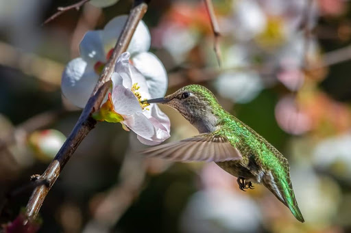 Grocery Store «Safeway», reviews and photos, 406 N Main St, Sebastopol, CA 95472, USA