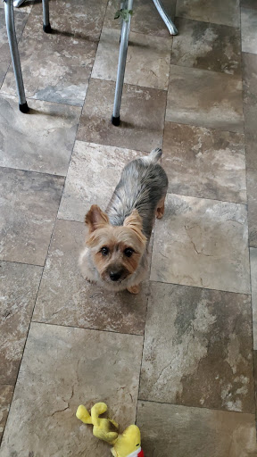 Pet Supply Store «PetSmart», reviews and photos, 17180 Mercantile Blvd, Noblesville, IN 46060, USA