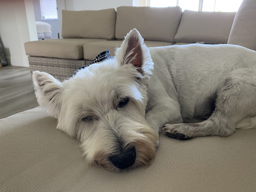 Pet Store «Pets Place Grooming», reviews and photos, 1272 SW California Blvd, Port St Lucie, FL 34953, USA