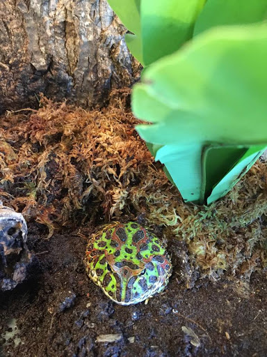 Pet Supply Store «Patriot Pets & Supplies-FL LLC», reviews and photos, 1242 Pine Island Rd # 47, Cape Coral, FL 33991, USA