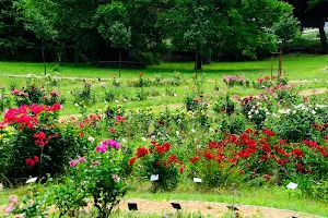 Budatétényi Rose Garden image