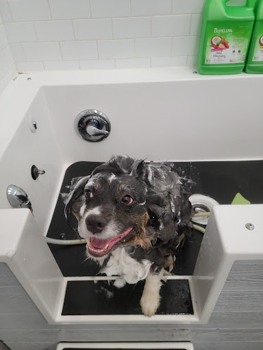 Pet Supply Store «Choice Pet - Fairfield», reviews and photos, 1947 Black Rock Turnpike, Fairfield, CT 06825, USA