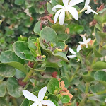 Photo n°5 de l'avis de Ada.a fait le 25/09/2023 à 14:22 sur le  Cibo Chiacchiere e Vino à Favignana