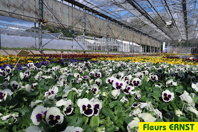 Fleurs Ernst à Hattmatt