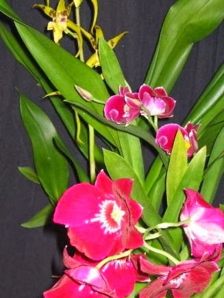Florist «Island Orchids», reviews and photos, 2204 W Colorado Ave, Colorado Springs, CO 80904, USA