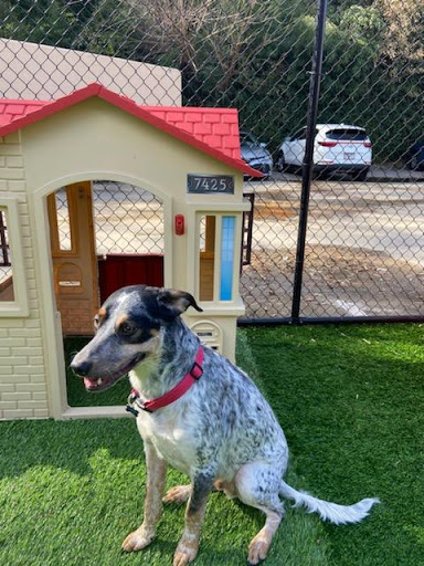 Pet Groomer «The Pet Set - Buckhead», reviews and photos, 2480 Briarcliff Rd NE #3, Atlanta, GA 30329, USA