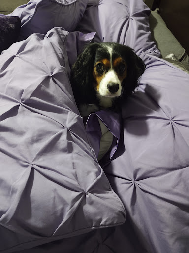 Pet Supply Store «Your Pet Stop», reviews and photos, 501 E 41st St, Sioux Falls, SD 57105, USA