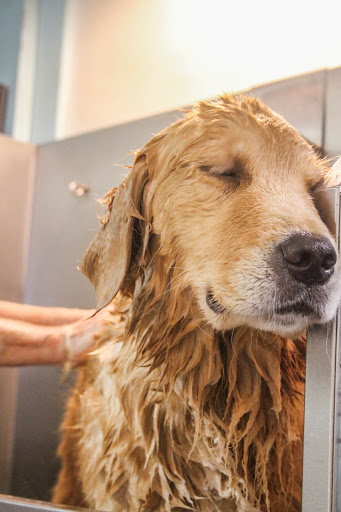 Pet Supply Store «Paws & Claws», reviews and photos, 1803 Augusta St, Greenville, SC 29605, USA