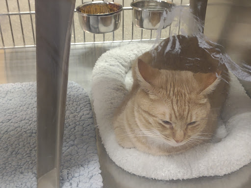 Pet Supply Store «PetSmart», reviews and photos, 4794 Jimmy Lee Smith Pkwy #108, Hiram, GA 30141, USA