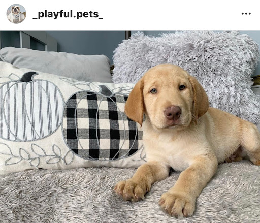 Dog Breeder «Playful Pets», reviews and photos, 115 Ridge Pike, Conshohocken, PA 19428, USA