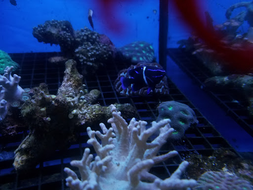 Pet Store «Pets Warehouse», reviews and photos, 177 Glen Cove Rd, Carle Place, NY 11514, USA