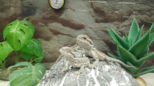 Pet Supply Store «Petco Animal Supplies», reviews and photos, 169 Parkingway, Quincy, MA 02169, USA