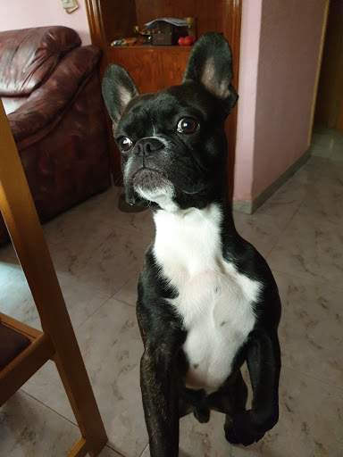 Clínica Veterinaria Pau de Carabanchel en Madrid