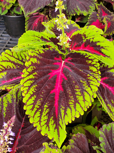 Florist «Kinsch Village Florist & Garden Center», reviews and photos, 301 Johnson St, Palatine, IL 60067, USA