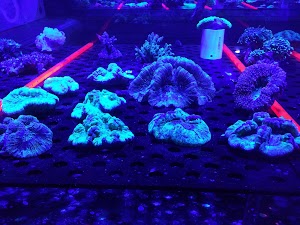 Reef Monsters - photo 81