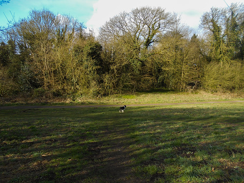 Dog Park «Mt. Airy Dog Park», reviews and photos, 3006 Westwood Northern Blvd, Cincinnati, OH 45211, USA