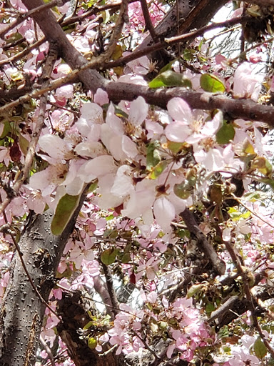 Park «Civic Center Park», reviews and photos, 101 14th Avenue, Denver, CO 80204, USA