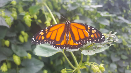 Nature Preserve «For-Mar Nature Preserve & Arboretum», reviews and photos, 2142 N Genesee Rd, Burton, MI 48509, USA