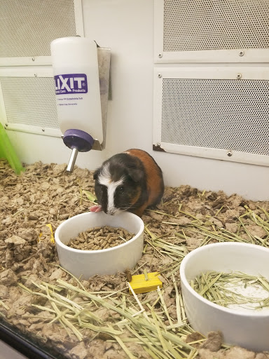 Pet Supply Store «Petco Animal Supplies», reviews and photos, 1141 Wantagh Ave, Wantagh, NY 11793, USA