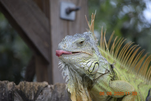 Pet Supply Store «Pet Supplies Plus», reviews and photos, 4923 Sheridan St, Hollywood, FL 33021, USA