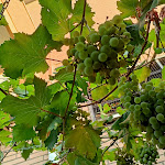 Photo n°3 de l'avis de Giovanni.o fait le 26/07/2022 à 20:19 sur le  Osteria Di Fuori Porta à Fiumicino