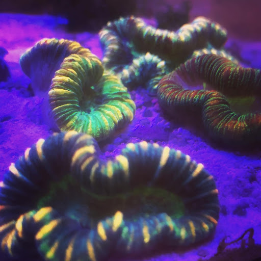 Aquarium Shop «Aquarium Depot», reviews and photos, 11762 SW 88th St, Miami, FL 33186, USA