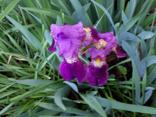 Campground «Saunderosa Park Inc», reviews and photos, 5909 Little Cove Rd, Mercersburg, PA 17236, USA