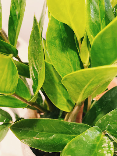 Florist «Little Shop of Flowers», reviews and photos, 2421 18th St NW, Washington, DC 20009, USA