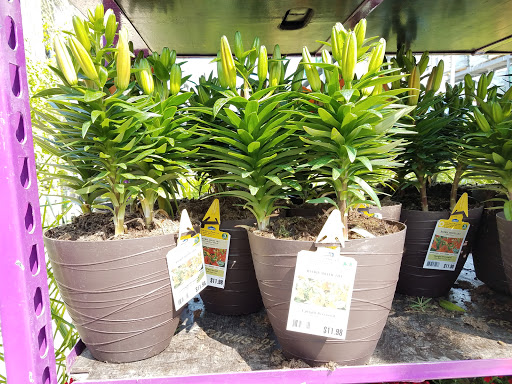 Bonsai plant supplier Mcallen