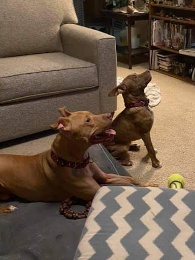 Thrift Store «Alpine Humane Society Thrift Store», reviews and photos, 706 N 5th St, Alpine, TX 79830, USA