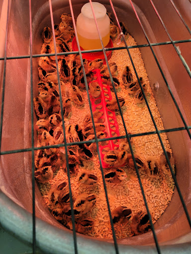 Animal Feed Store «Wilco Farm Store», reviews and photos, 2741 OR-99W, McMinnville, OR 97128, USA