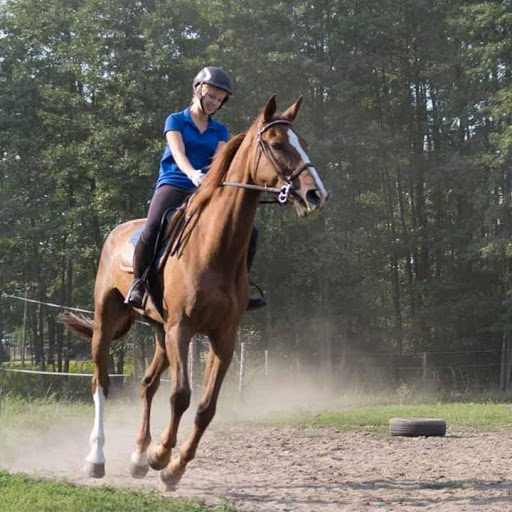 Szkółka jeździecka Gallax nauka jazdy konnej