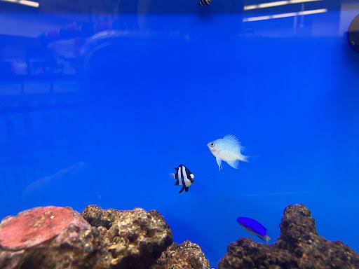 Pet Supply Store «Petco Animal Supplies», reviews and photos, 3055 N President George Bush Hwy, Garland, TX 75040, USA