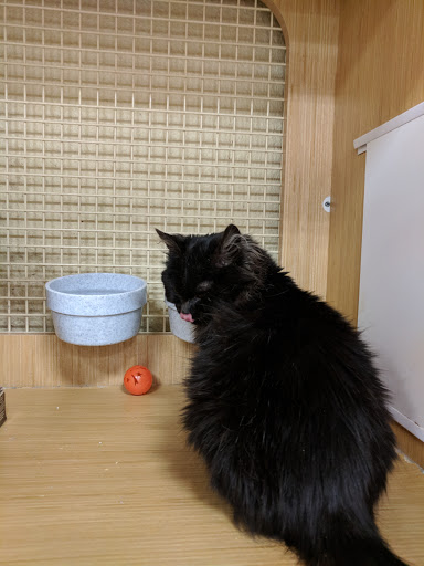 Pet Supply Store «Petco Animal Supplies», reviews and photos, 333 S State St a, Lake Oswego, OR 97034, USA