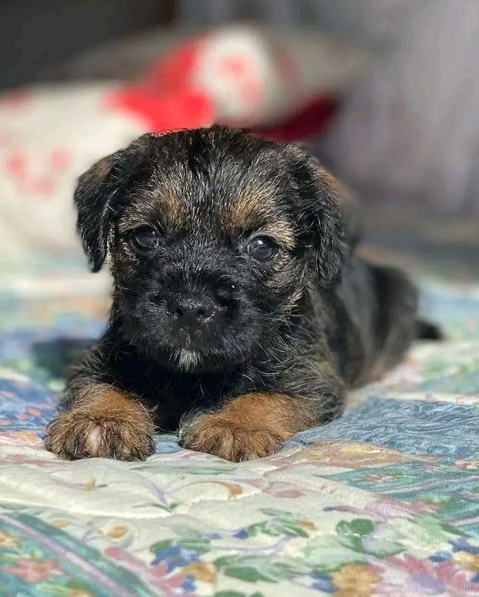 Border terrier puppies