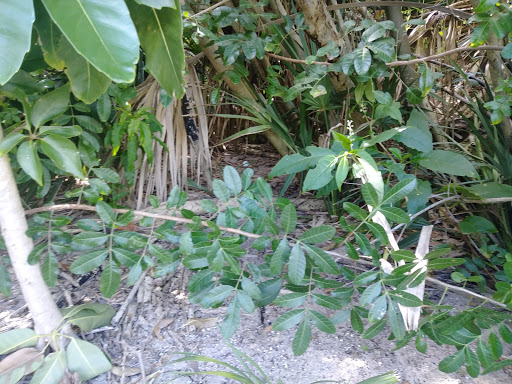 Golf Course «Spessard Holland Golf Course», reviews and photos, 2374 Oak St, Melbourne Beach, FL 32951, USA